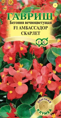 Бегония не цветет: чем подкормить растение | ВКонтакте