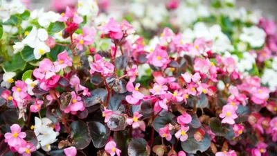Pink White Red Begonia - Green Thumb Advice