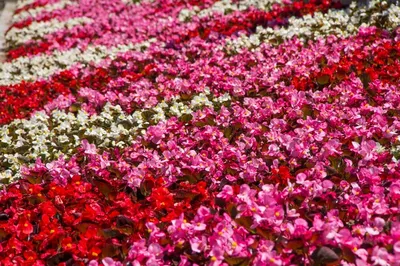 В это лето Московские клумбы будут украшены цветами «Бегония» -  Рамблер/новости