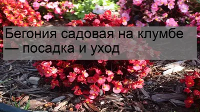 Клубневая бегония: некоторые вопросы посадки и ухода | Флористикс Инфо |  Дзен