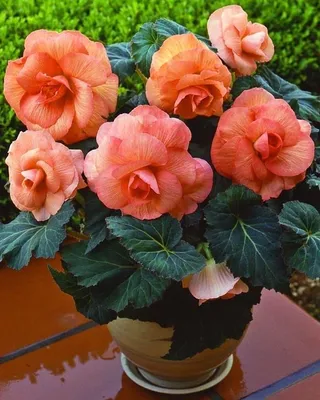 Все для сада's Instagram profile post: “Бегония Нон Стоп Оранж 1 уп. (2  шт.) Цена 259 руб. Ссылка на магазин находится… | Easy to grow bulbs,  Begonia, Spring plants