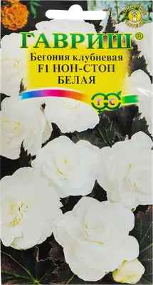Бегония гранулированная «Нон-стоп» белая F1, 4 шт. по цене 63 ₽/шт. купить  в Кемерове в интернет-магазине Леруа Мерлен