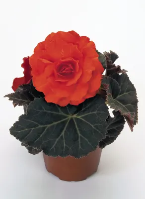 Бегония клубневая Нонстоп Дип Роуз/Begonia tuberhybrida Nonstop Deep Rose  Impr. P1, шт - Амрита