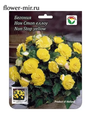 Бегония Нон Стоп Еллоу 1 шт. купить оптом в Томске по цене 142,14 руб.