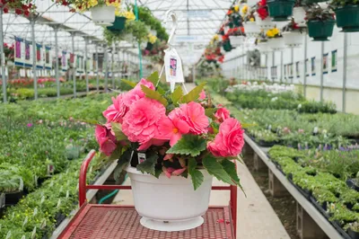 Бегония Нон Стоп Розовая Begonia Non Stop Pink - купить луковицы цветов с  доставкой по Украине в магазине Добродар