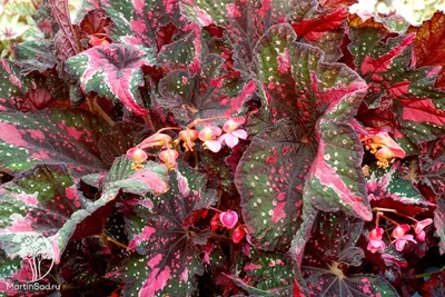 Вертикордия — Бегония ланцетниковая (Begonia amphioxus)