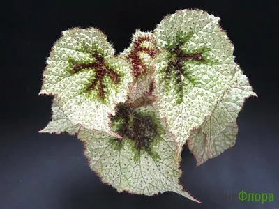 Бегония (Begonia) 'Fairy Land'