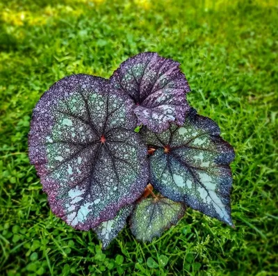 Бегония (Begonia) melanobulata