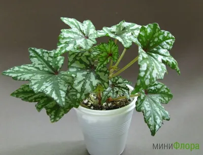 Бегония (Begonia) ningmingensis var. bella