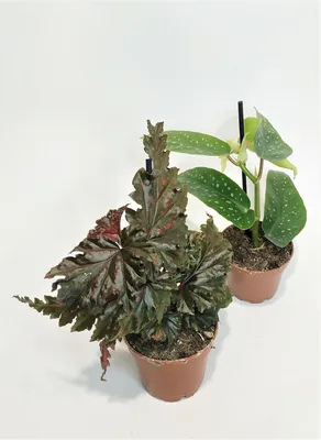 Бегония Макулата/Пятнистая мини (Begonia Maculata)