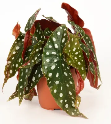 Комнатное растение Бегония пятнистая ø12 h25 см по цене 866 ₽/шт. купить в  Новокузнецке в интернет-магазине Леруа Мерлен