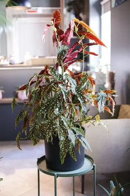 Бегония Макулата (Begonia Maculata) 110 см - купить в Минске с доставкой,  цена и фото в интернет-магазине Cvetok.by