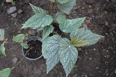 Коллекции растений ЦСБС СО РАН - Begonia х argentea-guttata M.Lemoine –  Бегония серебряно-пятнистая