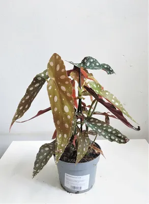 Бегония Макулата/Пятнистая (Begonia Maculata)