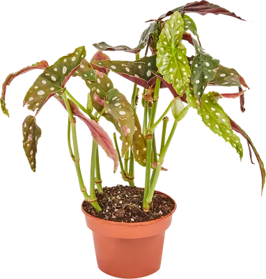 Комнатное растение Бегония пятнистая ø14 h35 см по цене 1222 ₽/шт. купить в  Ставрополе в интернет-магазине Леруа Мерлен