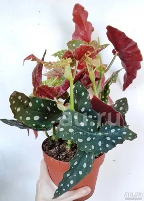 Бегония пятнистая Макулата (Begonia Maculata) — купить в Красноярске.  Горшечные растения и комнатные цветы на интернет-аукционе Au.ru