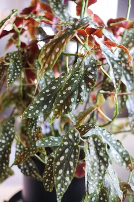 Begonia maculata Raddi, Бегония пятнистая (World flora) - Pl@ntNet identify