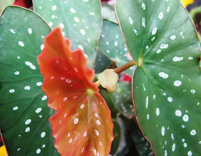 Бегония Макулата/Пятнистая мини (Begonia Maculata)