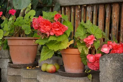 Бегония клубневая \"Big Rose Bronze Leaf\" купить в питомнике растений с  доставкой по Волгограду и Волгоградской области, рассада, выращивание,  посадка и уход