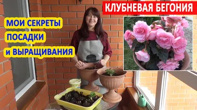 Бегония клубневая - посадка и уход, фото и видео