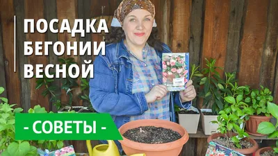 Бегония садовая: посадка и уход в открытом грунте, хранение, фото