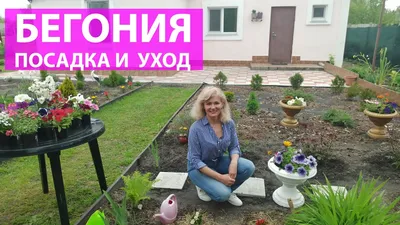 Бегония посадка и уход. Грунт, подкормки, защита от болезней на ранней  стадии развития - YouTube