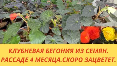 Бегония вечноцветущая красная (Ambassador Scarlet) (рассада) (ID#75309415),  цена: 1.20 руб., купить на Deal.by