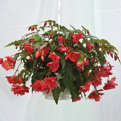 Бегония в ассортименте (Begonia)