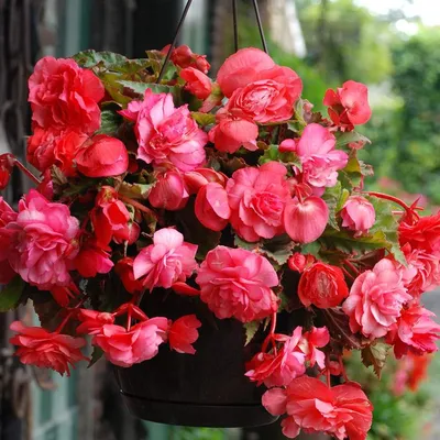 Бегония Иллюминейшн Роуз (Illumination Rose) семена купить в Украине |  Веснодар