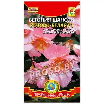 Бегония ампельная Шансон F1 10 шт Gl Seeds (ID#544284960), цена: 21 ₴,  купить на Prom.ua