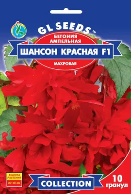 Бегония «Шансон» белая F1 6 шт. по цене 25 ₽/шт. купить в Туле в  интернет-магазине Леруа Мерлен