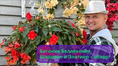 Восхитительные ампельные бегонии беллеконии | Газета Хозяйство | Дзен
