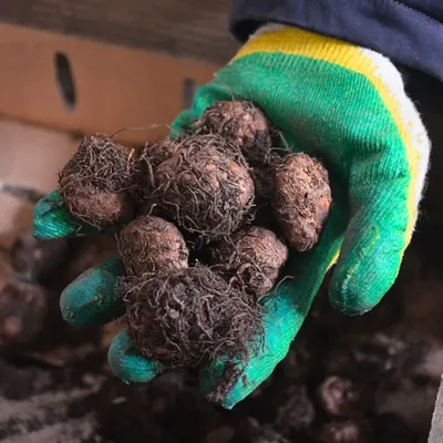 Бегония ампельная Шардоне — купить в Красноярске. Горшечные растения и  комнатные цветы на интернет-аукционе Au.ru