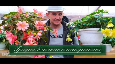 Уличные бегонии - Страница 10 - Форум Дачный ответ Галактики