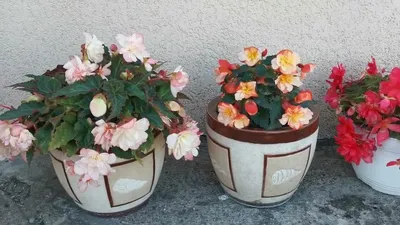 Бегония ампельная Свитспайс Аплблосом Импровед (Sweetspice APPLEBLOSSOM  IMPROVED) — черенок — Рассада цветов и овощей.