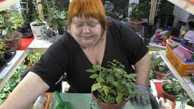 Купить клубни бегоний ампельных в Минске в интернет магазине Долина Растений