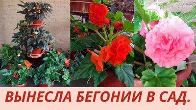 Беллекония Yellow (укорененный черенок): продажа, цена в Талдыкоргане.  Рассада и саженцы цветов от \"Юлия Цветы\" - 106206353