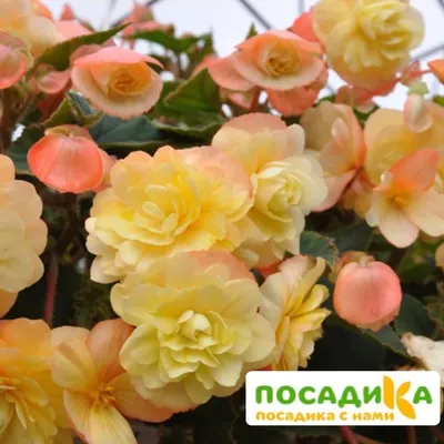 Бегония беллеконии шардоне | Planter pots, Flowers, Planters