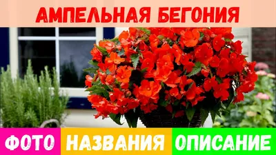 Бегония Каскад Флоренс купить по цене 235₽ за 1 шт. в Москве в  интернет-магазине «Посадика»
