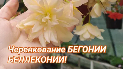 Ампельная бегония: популярные виды, фото и названия - YouTube