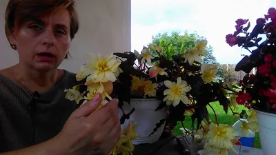 Умелый Терем | Чем мне нравится ампельная бегония Шардоне | Дзен
