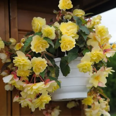 бегонія #шардоне #бегония #белеконияшардоне #белекония | TikTok
