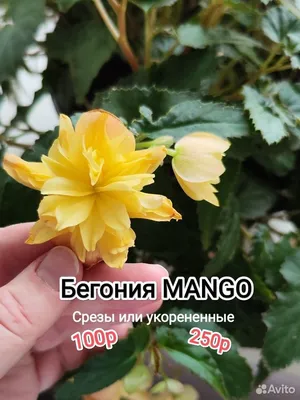 Бегония Belleconia - Форум цветоводов Фрау Флора
