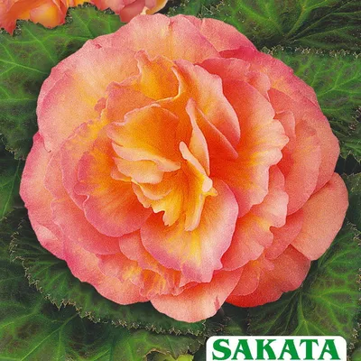 Бегония клубневая Гоу Гоу Скарлет Begonia tuberosa Gо Gо Scarlet - купить  семена цветов с доставкой по Украине в магазине Добродар