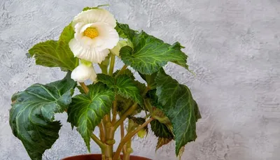 Бегония клубневая Гоу Гоу Оранжевая Begonia tuberosa Gо Gо Orange - купить  семена цветов с доставкой по Украине в магазине Добродар