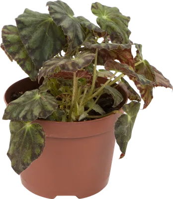 Набор для выращивания растений Rostok Visa Вырасти сам цветок Бегония в  подарочном горшке купить по цене 285 ₽ в интернет-магазине Детский мир