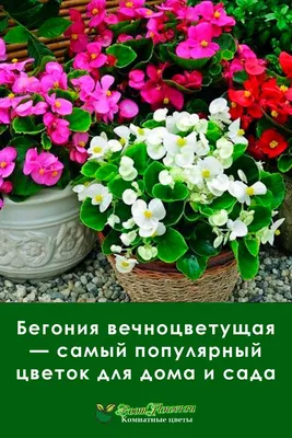 Клубневая бегония – посадка и уход в саду. 🌺Бегония – растение с очень  высокими декоративными… | Instagram