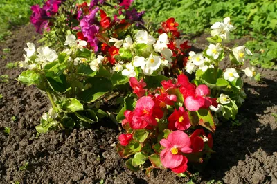 Бегония вечноцветущая — самый популярный цветок для дома и сада | Бегония,  Растения, Цветоводство