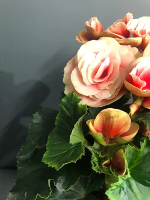 Бегонія вічноквітуча Бада Бінг Суміш Begonia semperflorens Bada Bing Mix -  купить семена цветов с доставкой по Украине в магазине Добродар