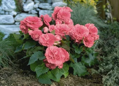 Бегония (Begonia)